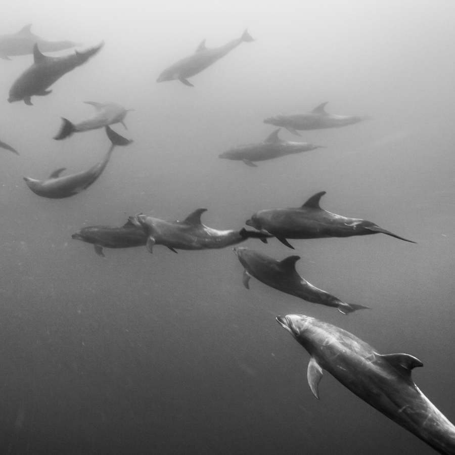 underwater photographers