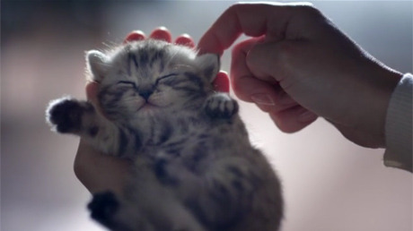  Kitten in your hand - Whiskas gallery