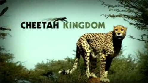  Cheetah Kingdom  gallery