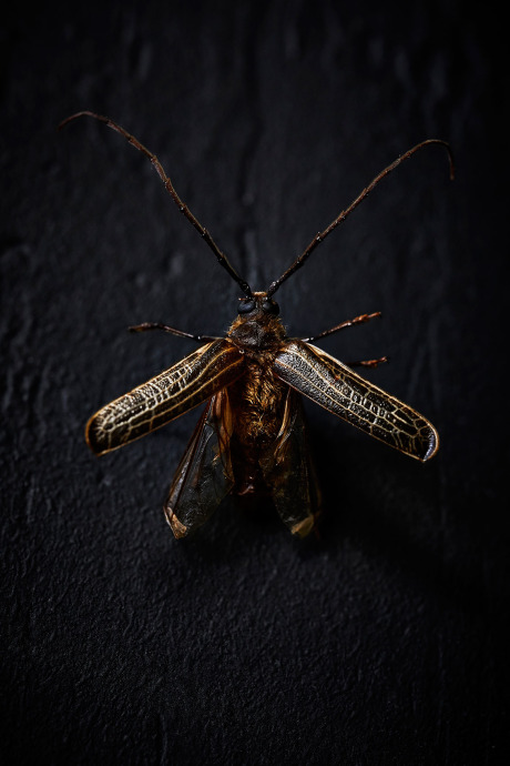  The Bug Project, Huhu Beetle gallery