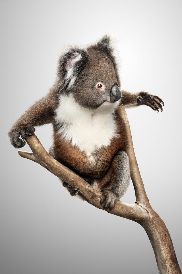  The Natives-Winnie Koala gallery