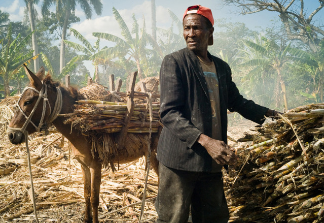 Title: Elderly gentlemen unloading sugarcane from his donkey at a sugar mill in Pignon, Haiti gallery
